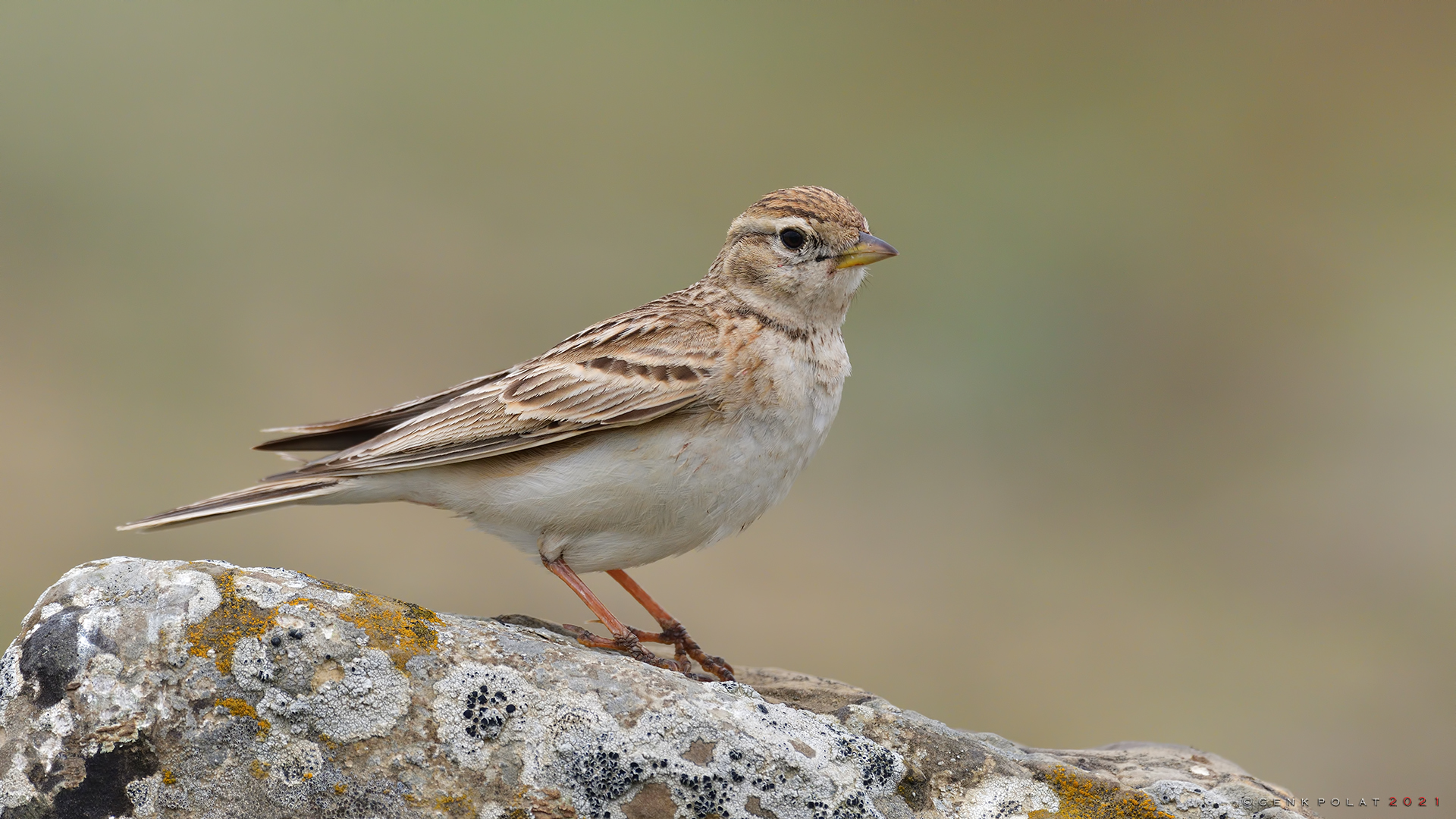 Greater Short-toed Lark